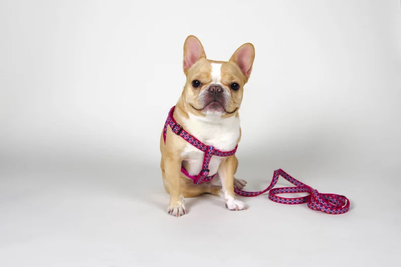 7 Standout Gifts For Pets